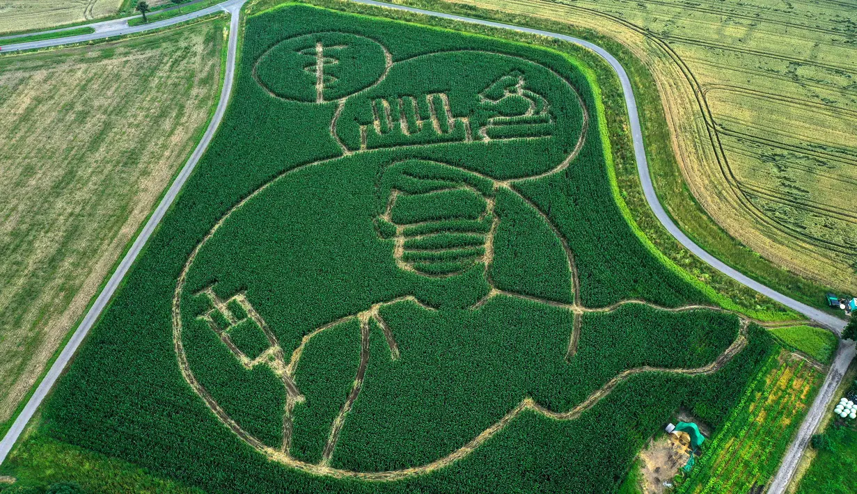 Foto udara pada 11 Juli 2021 menunjukkan labirin di ladang jagung membentuk gambar seseorang yang divaksinasi virus corona Covid-19, di Selm, Jerman. Labirin yang dibuat oleh Benedikt Luenemann itu akan dibuka untuk pengunjung mulai 16 Juli hingga Halloween pada akhir Oktober. (INA FASSBENDER/AFP)