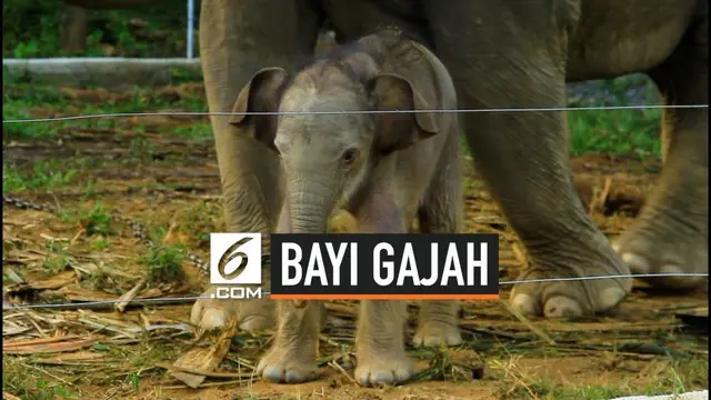 BKSDA Aceh menyatakan seekor gajah di Conservation Response Unit Alue Kuyun, Kabupaten Aceh Barat, melahirkan bayi berjenis kelamin betina. Para pawang gajah memberi nama Yuyun.