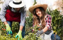 8 Tips Berkebun Klasik untuk Tanaman Subur dan Sehat