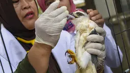 Dokter hewan memberi makan burung elang tikus hasil sitaan di Balai Konservasi Sumber Daya Alam (BKSDA) Aceh di Banda Aceh, Kamis (26/9/2019). BKSDA Aceh menyita burung elang tikus, rangkong badak dan macan akar yang merupakan satwa langka dilindungi peliharaan warga. (CHAIDEER MAHYUDDIN/AFP)