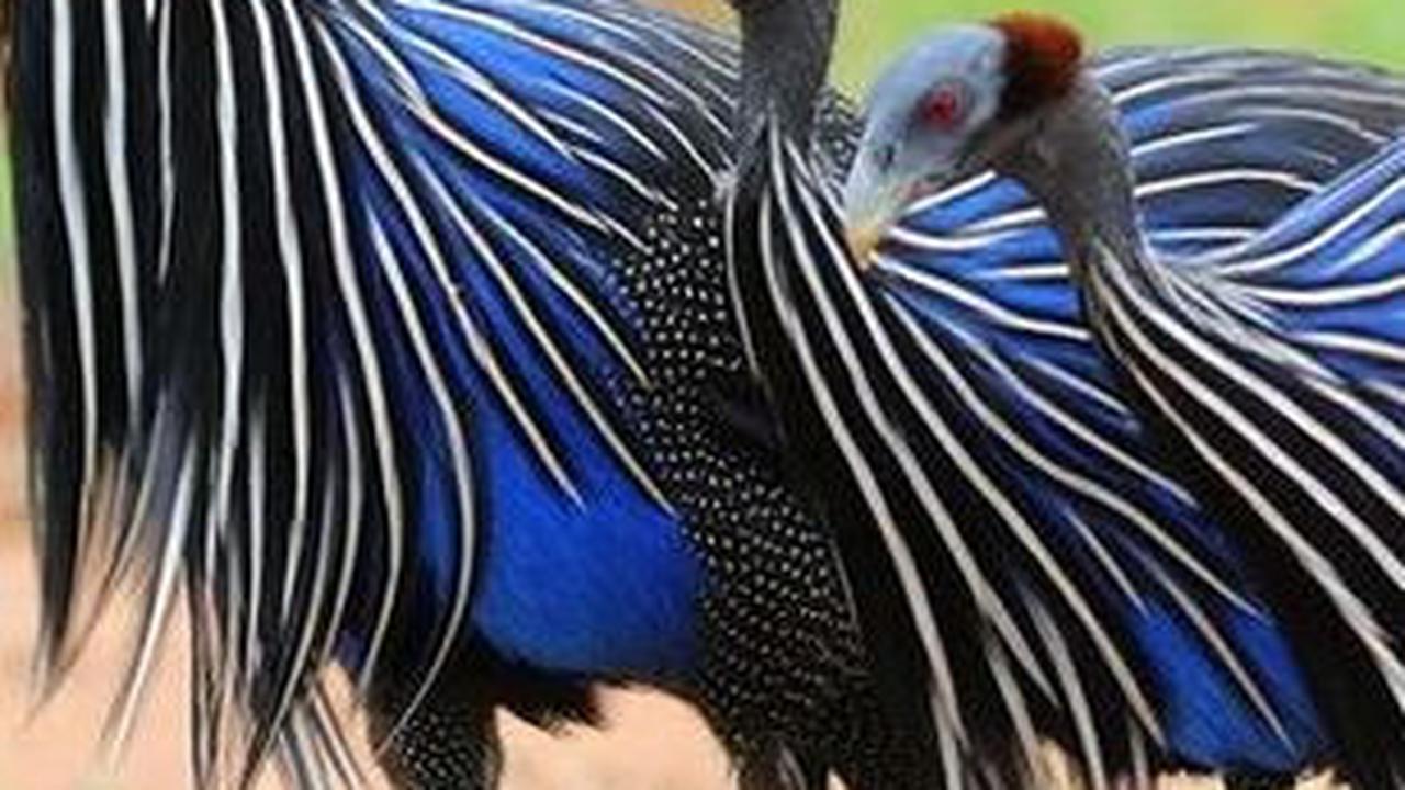 22. Burung Guineafowl Vulturine