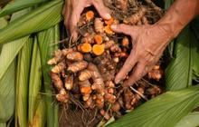 Cara Mudah Panen Kunyit dari Pekarangan Rumah, Hasilnya Melimpah