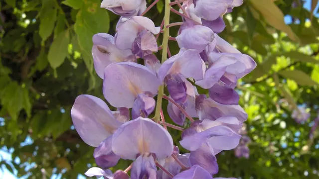 Bunga Wisteria (Wikipedia Commons)