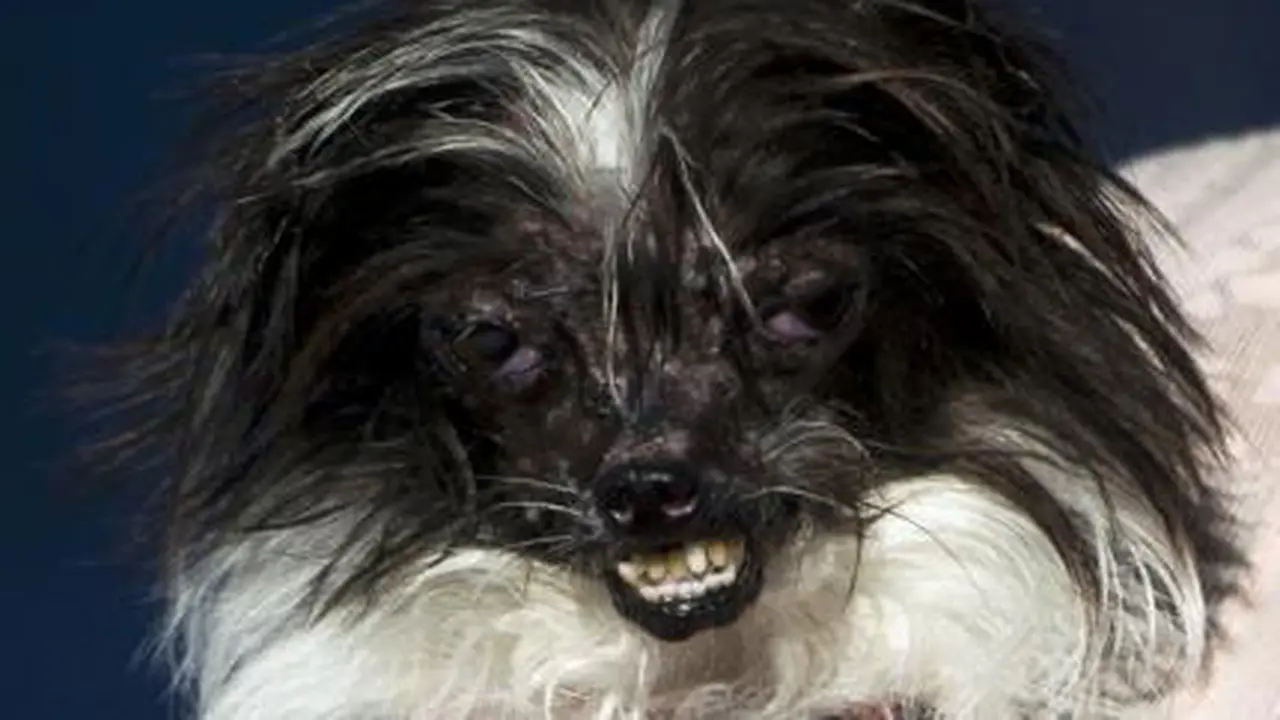 Anjing Terjelek 