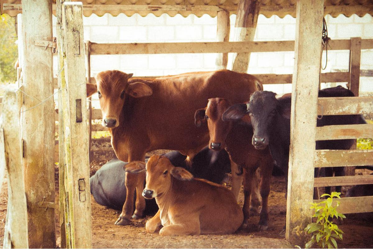 Dampak Stres pada Kambing dan Sapi terhadap Kualitas Daging