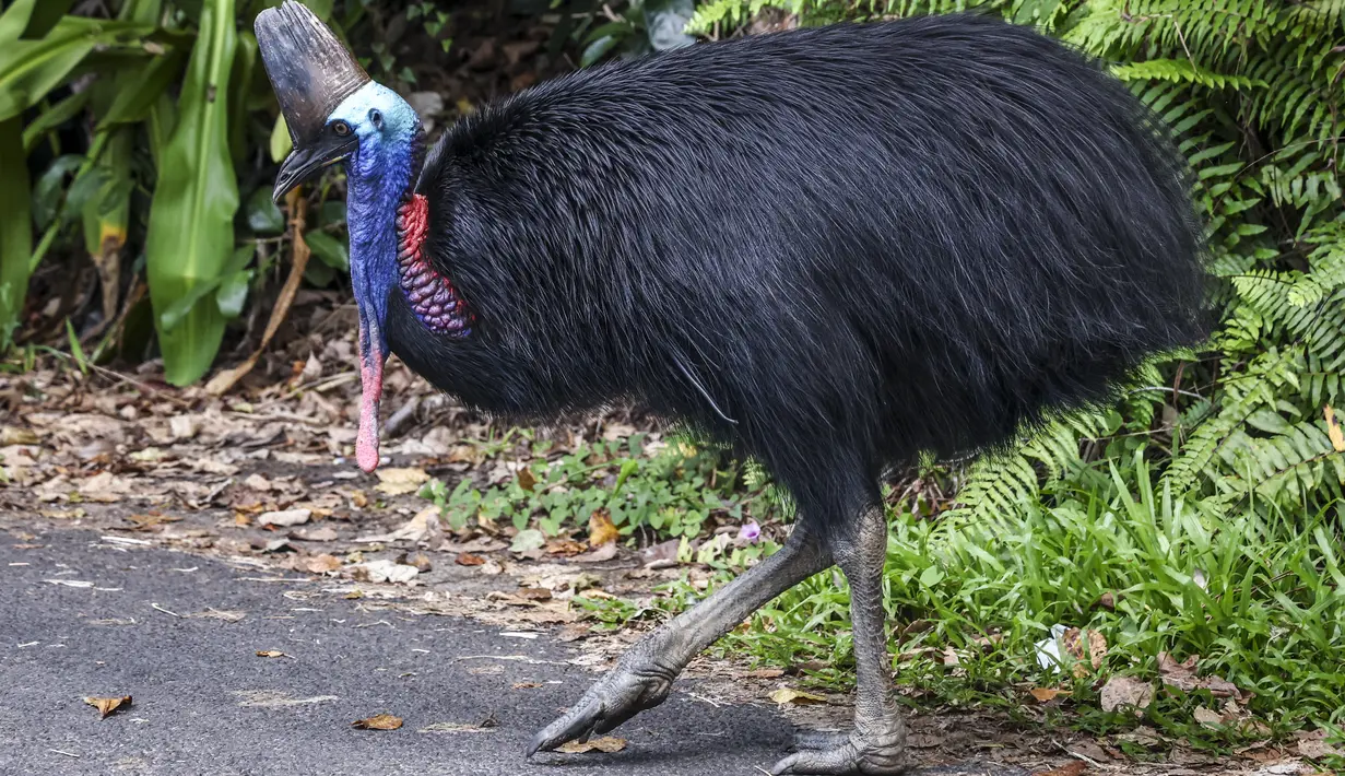 Foto yang diambil pada 7 April 2024 ini menunjukkan seekor burung kasuari sedang berdiri di jalan yang melewati kota Etty Bay, yang terletak di wilayah Cassowary Coast, Queensland Utara, sebelah selatan Cairns. (DAVID GRAY / AFP)