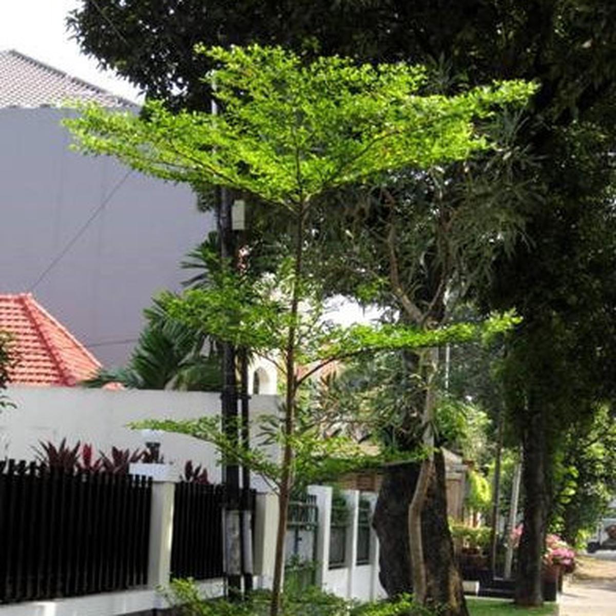 Tanaman Peneduh yang Mudah Dirawat