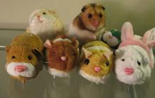 Kenali Jenis Hamster Lucu yang Bisa Dipelihara, Begini Tips Merawatnya