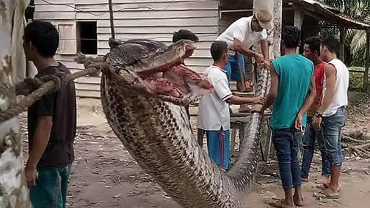 Nyaris Tewas, Pria Ini Menangkan Pertarungan Lawan Piton 7 Meter