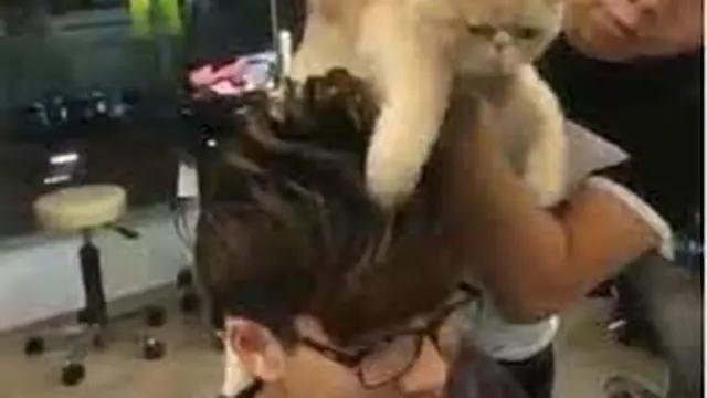 5 Potret Kocak Kucing Bila Kerja di Salon dan Spa Ini Menggemaskan