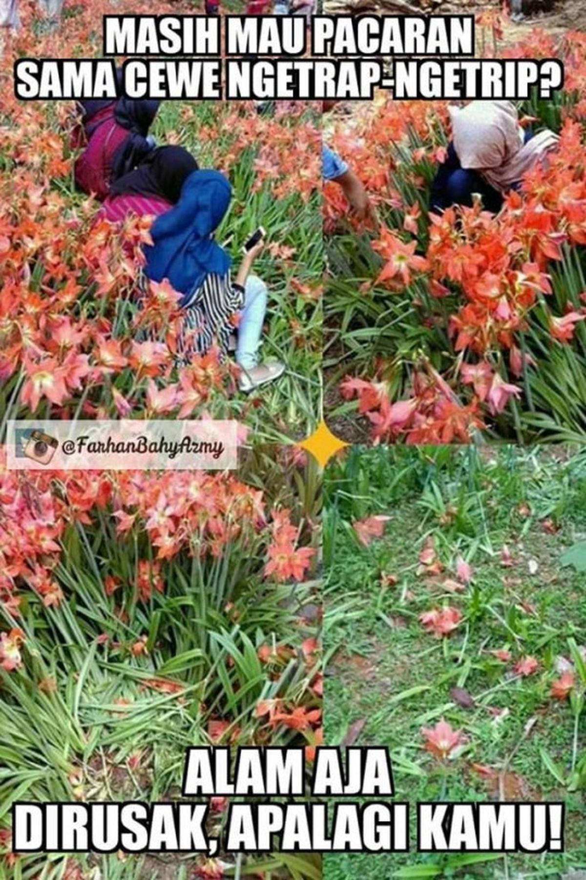 Meme-meme konyol sindir alayers rusak taman bunga Amarillys