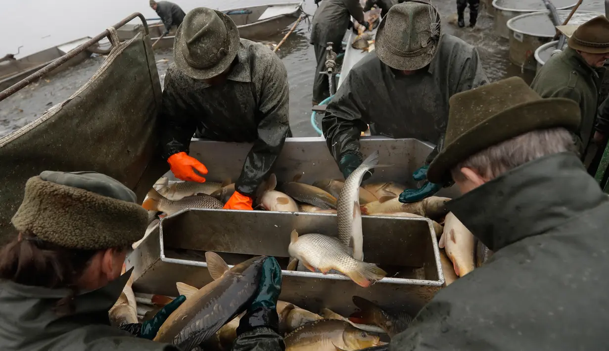 Nelayan memilah ikan mas hasil tangkapan saat panen ikan secara tradisional di kolam Horusicky, dekat kota Veseli nad Luznici, Republik Ceko, 24 Oktober 2017. (AP Photo/Petr David Josek)