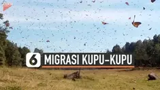 Ribuan kupu-kupu monarch melakukan migrasi di Cerro Pelon Ranch, New Mexico. Fenomena ini menciptakan pemandangan yang menakjubkan.