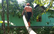 BPBD Ciamis Terus Tangani Pohon Tumbang Akibat Cuaca Ekstrem, Ratusan Rumah Terdampak