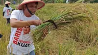 Barisan Relawan Indonesia Kuat (BRIK) melaksanakan kegiatan panen raya padi di Cigugur, Kecamatan Pusaka Jaya, Kabupaten Subang pada Senin (1/5/2023). (Ist)