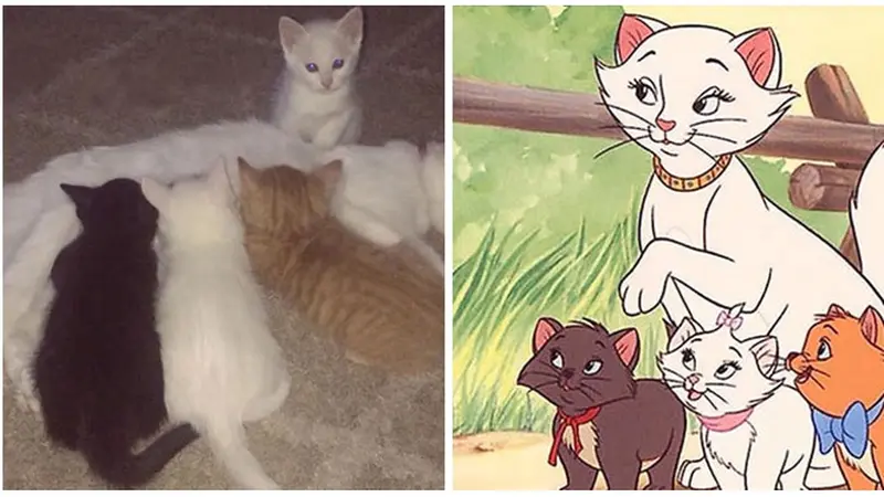 Seperti Film Animasi, Kucing Ini Lahirkan 3 Anak dengan Warna Berbeda