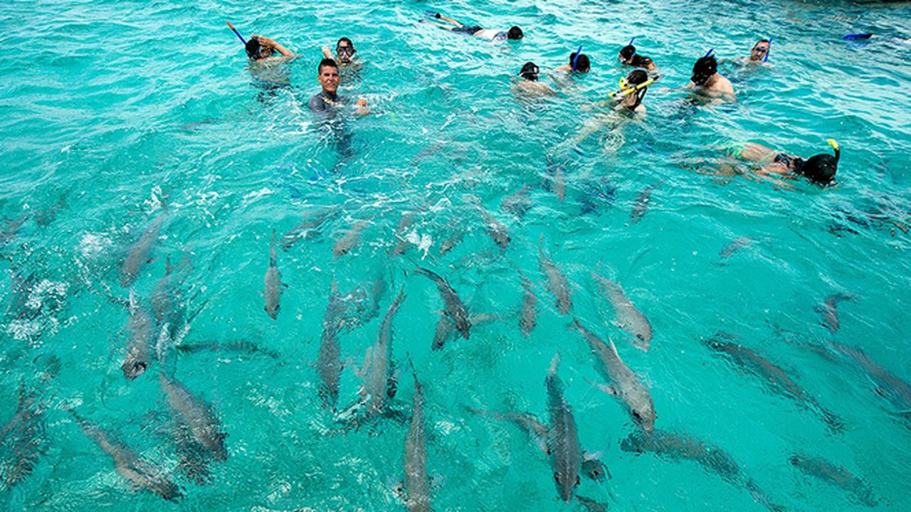 Sensai Berenang Bersama Ikan-ikan Hiu ganas, Penasaran?