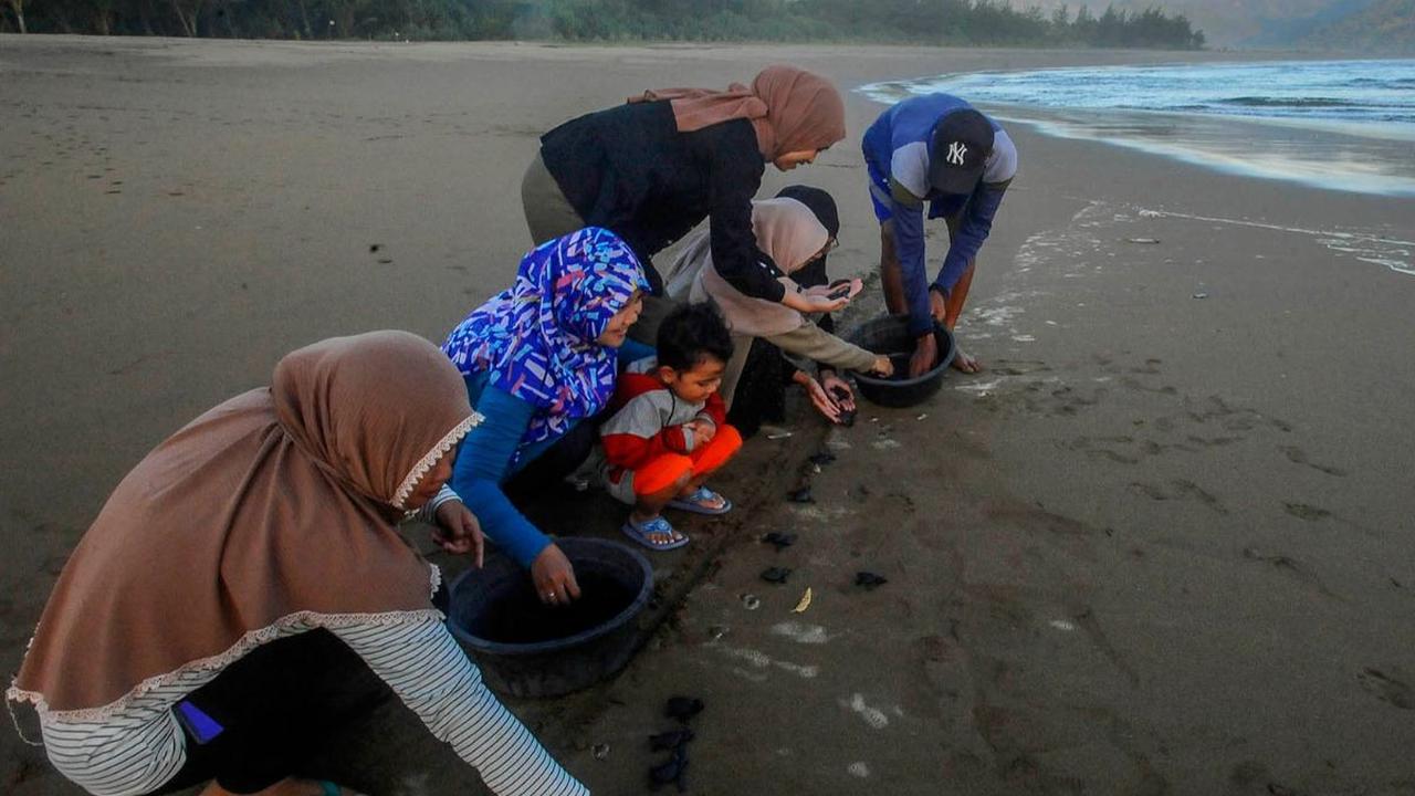 Pantai Kili-Kili yang berlokasi di Desa Wonocoyo, Kabupaten Trenggalek, merupakan rumah bagi penyu untuk bertelur. <br><br>Setiap tahunnya, ada 40 sarang telur penyu yang ditemukan dan diambil telurnya.<br>