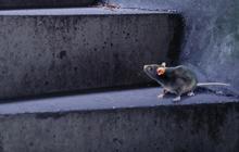 Alasan Tikus Suka Tinggal di Plafon, Lengkap Cara Mencegahnya Masuk Lagi