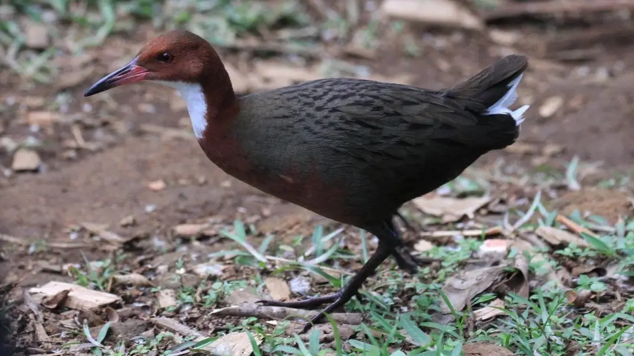 Burung Rel Aldabra