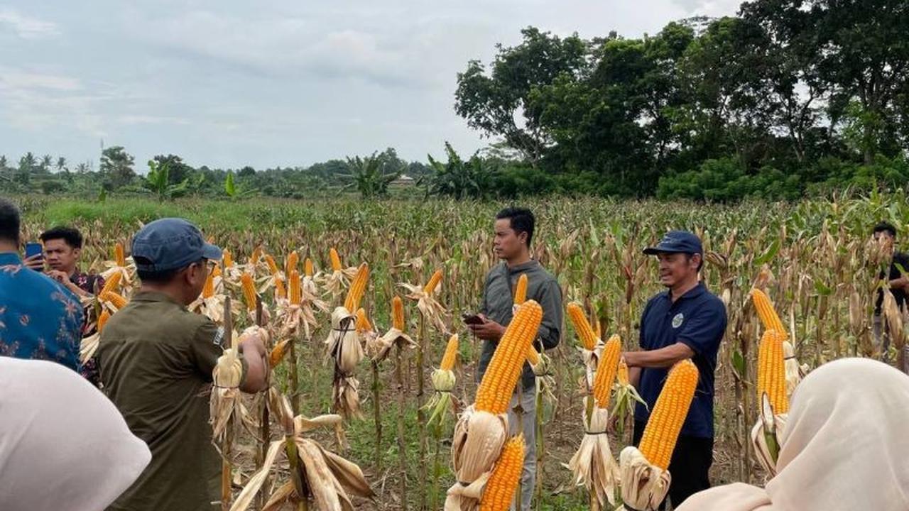 Pemkot Serang Gencarkan Pengembangan Jagung Industri di Lahan Tidur, Perkuat Ketahanan Pangan Daerah