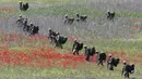 Tentara dari negara-negara NATO ambil bagian dalam latihan militer Swift Response 22 di poligon pelatihan tentara Krivolak, Makedonia Utara, 12 Mei 2022. Latihan militer Swift Response 22 dilakukan untuk menunjukkan kemampuan negara-negara NATO siap ditempatkan di mana saja di seluruh dunia serta tentaranya dapat beroperasi bersama secara profesional dan sukses. (AP Photo/Boris Grdanoski)