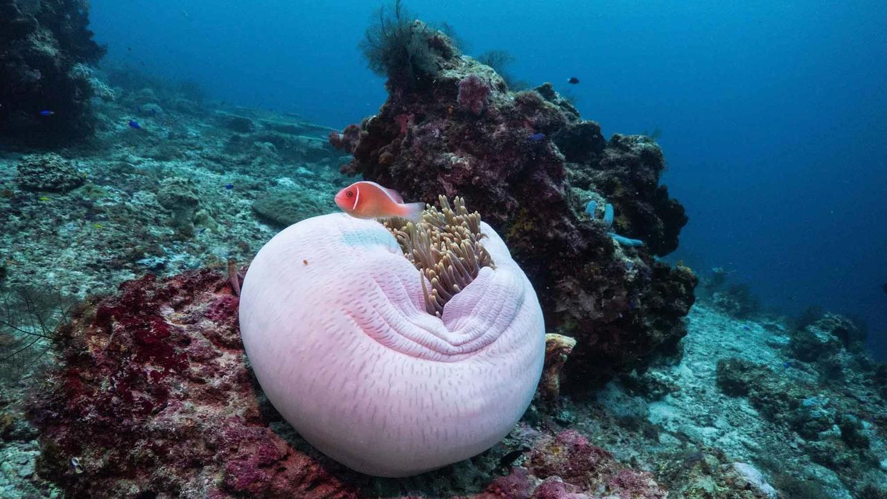 FOTO: Raja Ampat Hadapi Tekanan di Tengah Keajaiban Bawah Laut