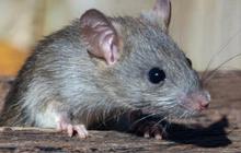 Ciri-Ciri Rumah yang Menjadi Sarang Tikus dan Pemicu Datangnya Ular, Perbaiki Segera demi Keamanan