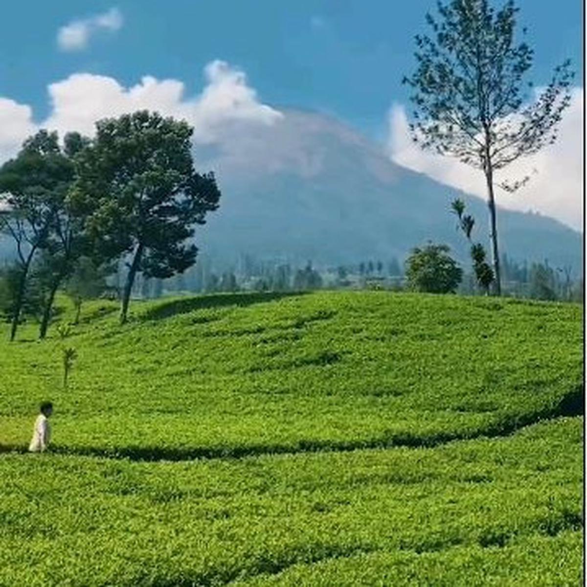 Kebun Teh Sikatok