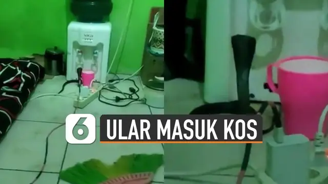 Selalu rutin bersihkan kamar kamu ya Guys, supaya hal serupa tak terjadi.