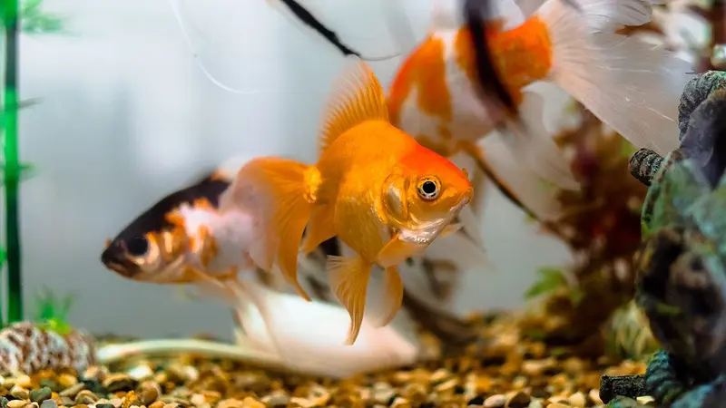Apakah Ikan Peliharaan Di Akuarium Bahagia? Lima Hal Yang, 48% OFF