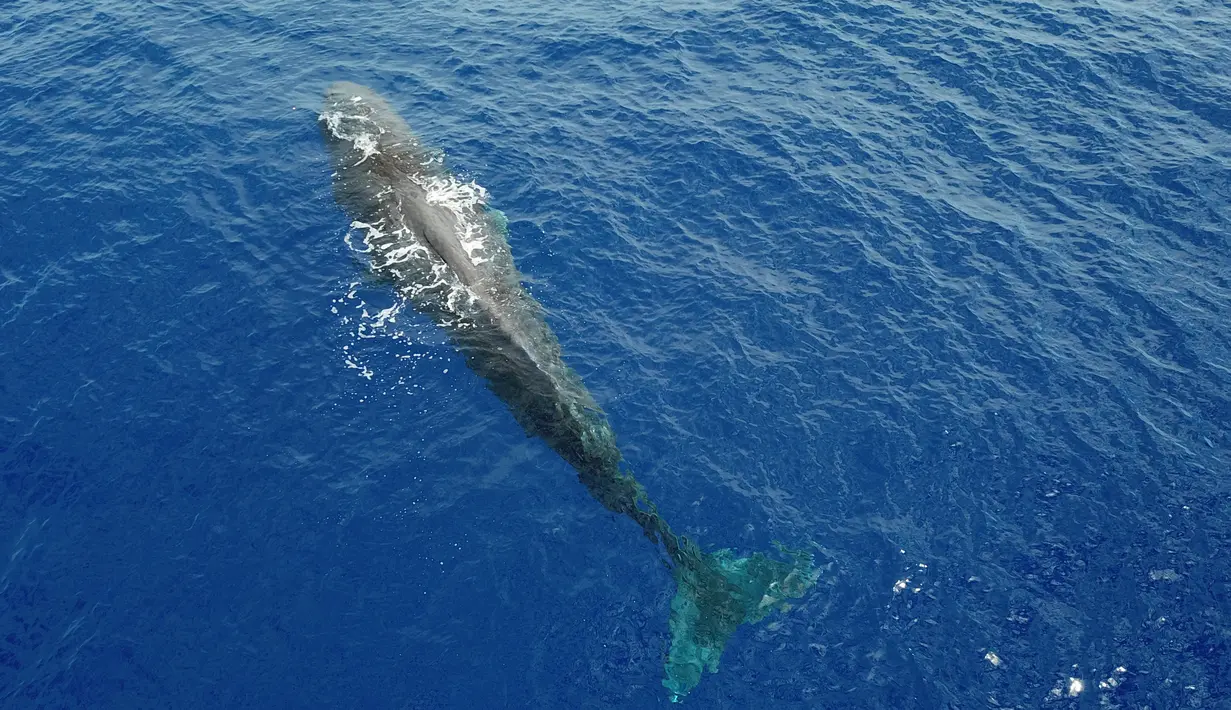 Foto dari udara memperlihatkan seekor paus sperma di Laut China Selatan pada 24 Juli 2020. Akademi Ilmu Pengetahuan China pada 28 Juli 2020 mengatakan tim peneliti China menemukan 11 spesies paus di Laut China Selatan selama ekspedisi ilmiah laut dalam. (Xinhua/Zhang Liyun)