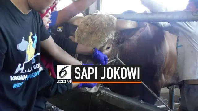 Presiden Jokowi membeli sapi jenis limosin dari peternak sapi di Ciparay Kabupaten Bandung, seharga Rp 65 juta. Rencananya sapi akan dipotong pada Hari Raya Kurban di Mesjid Raya Bandung.