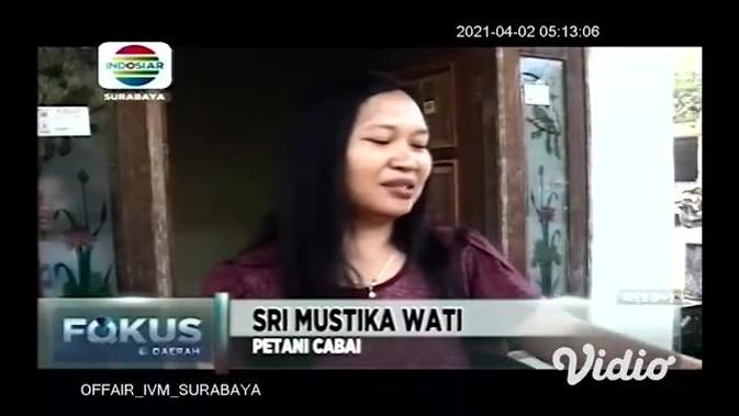 VIDEO: Harga Cabai Mahal, Petani di Mojokerto Meraup ...