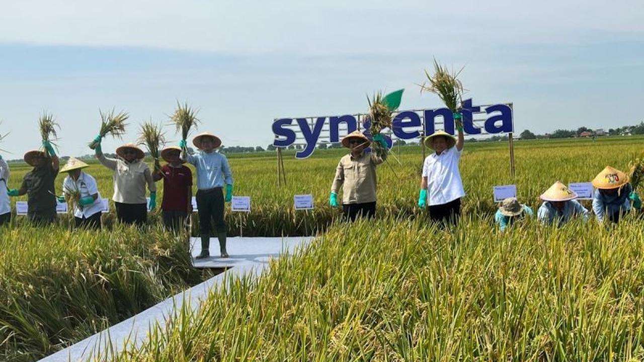 Terungkap! Syngenta Dukung Produktivitas Padi 10 Ton/Ha, Kerek Ketahanan Pangan Nasional