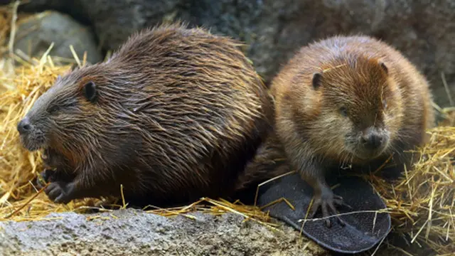 Foto: Copyright Dispatch.com