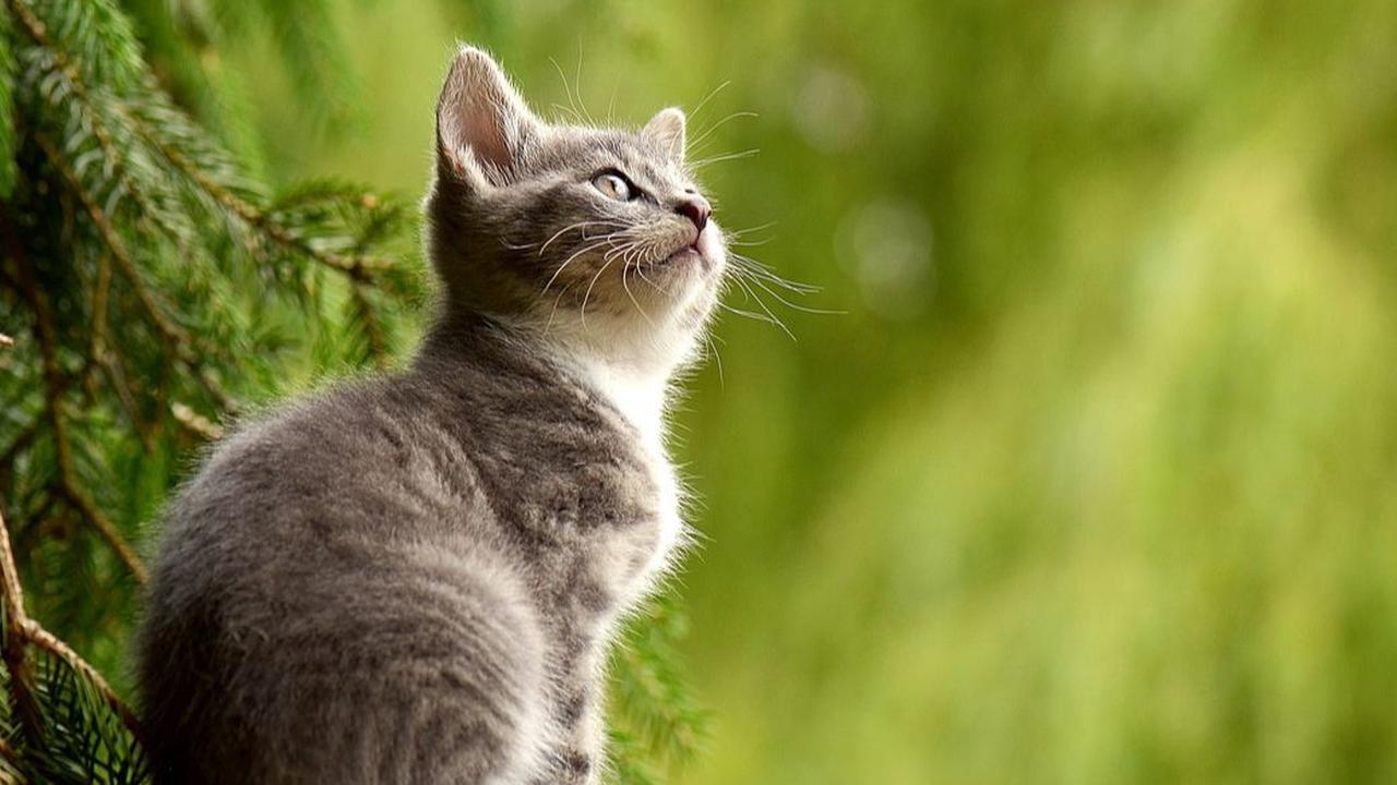 Cara Mengatasi Bau Mulut pada Kucing