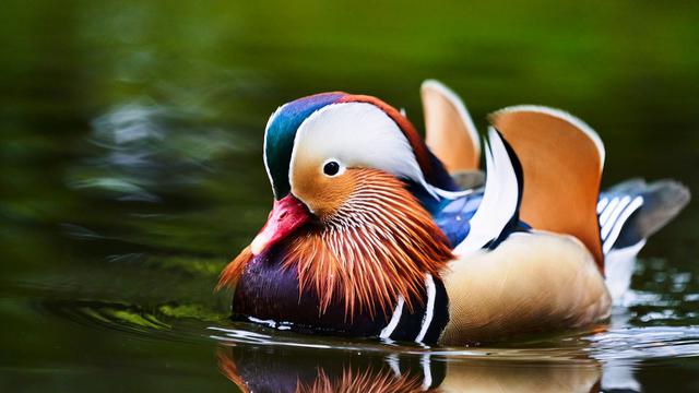 Mandarin Duck
