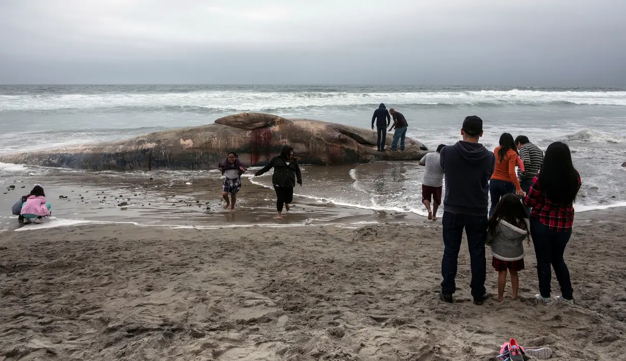Orang-orang melihat bangkai ikan paus yang terdampar di sebuah pantai kawasan Rosarito, Meksiko, Senin (22/5). Bangkai paus tersebut membuat heboh dan menjadi pusat perhatian bagi pengunjung atau orang yang melintas. (AFP PHOTO/GUILLERMO ARIAS)