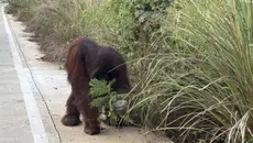 Miris Orangutan Mengais Makanan di Pinggir Jalan, Diduga Kelaparan