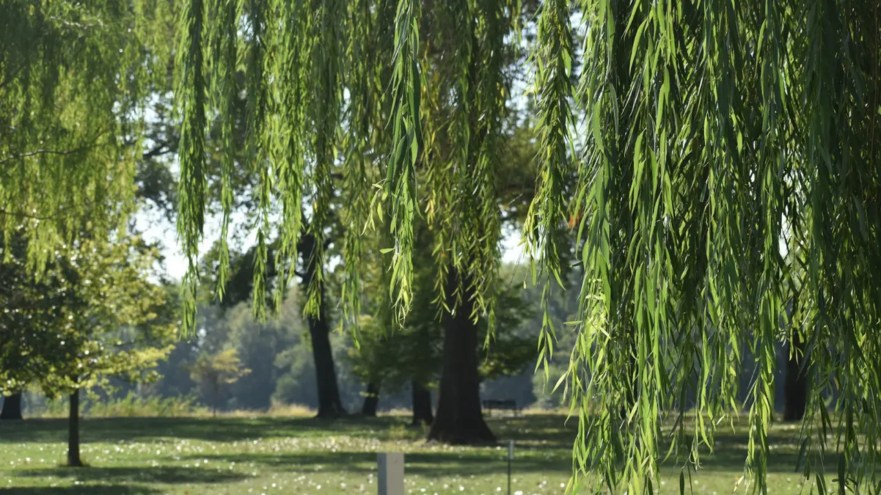 Ilustrasi pohon willow, dedalu