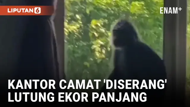 Diduga Kelaparan, Seekor Lutung Ekor Panjang 'Serang' Kantor Camat