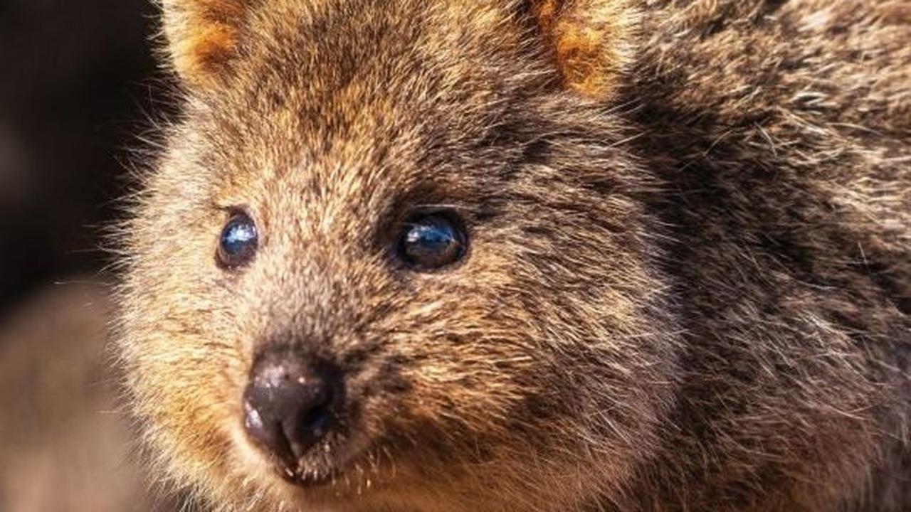 9. Quokka<br>