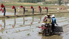 Petani menanam padi menggunakan penanam bibit padi di Chongsan Cooperative Farm, Distrik Kangso, Nampho, Korea Utara, 9 Mei 2022. (AP Photo/Cha Song Ho)