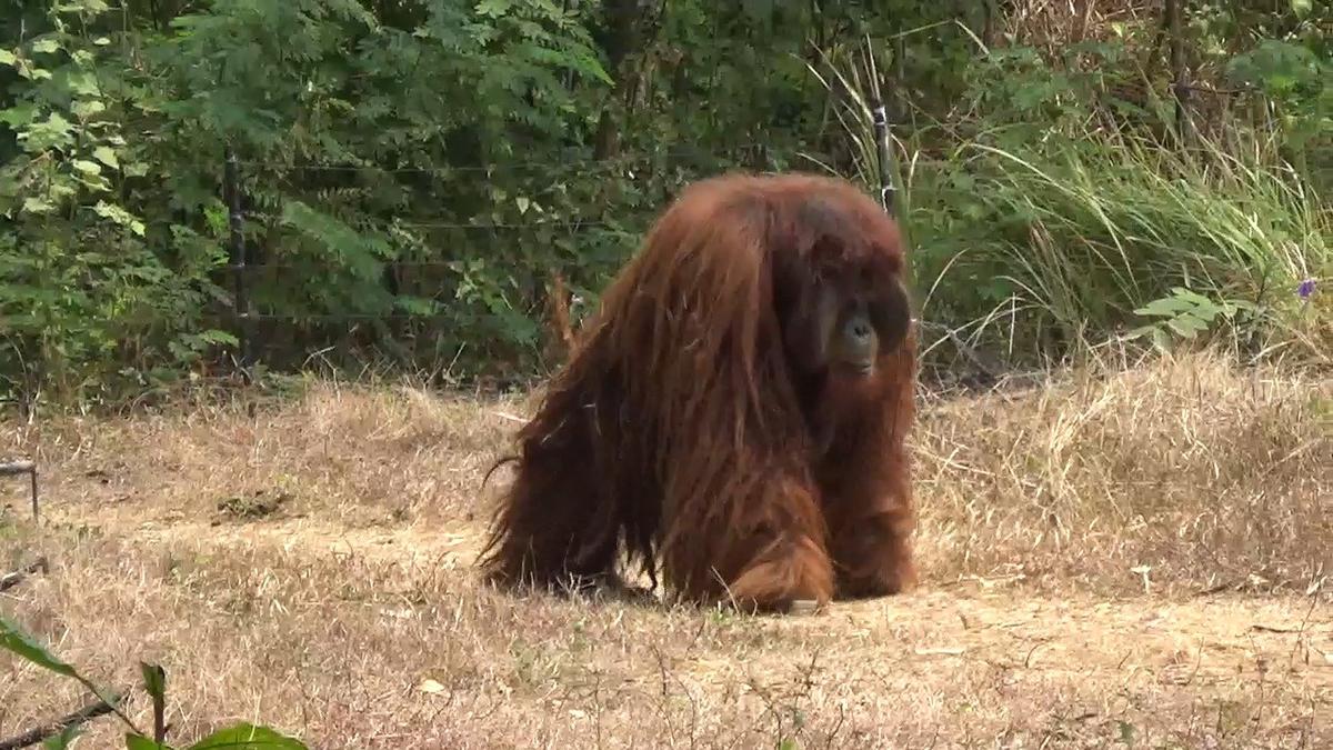 Orang Utan di Solo Safari