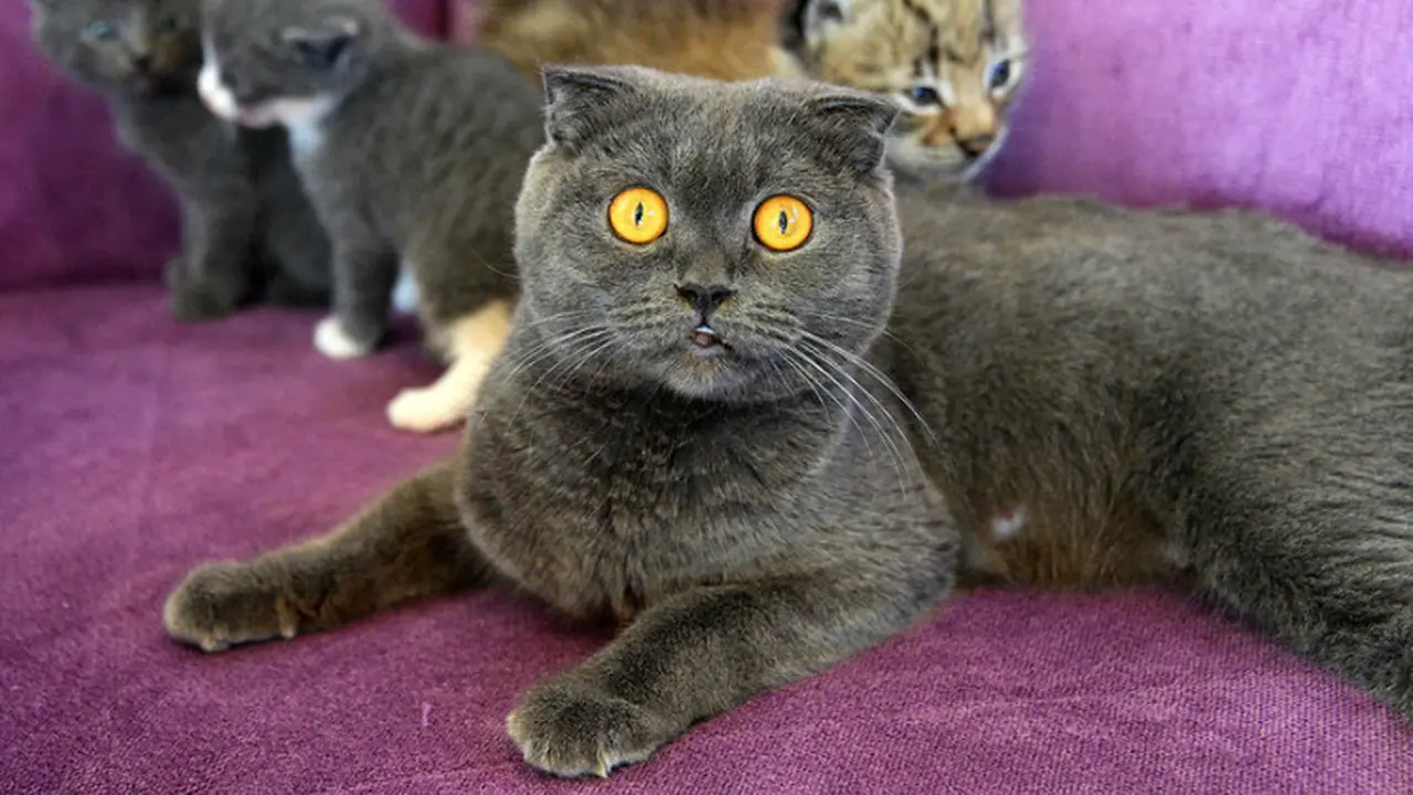 Kucing Merawat Lynx