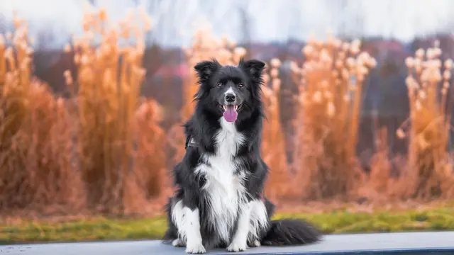 Border Collie