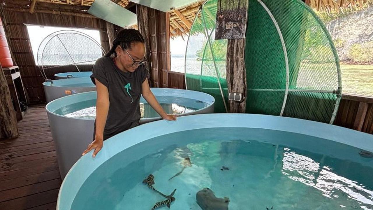 Mengembalikan Hiu Zebra ke Rumahnya: Kisah Konservasi Hiu Zebra Raja Ampat