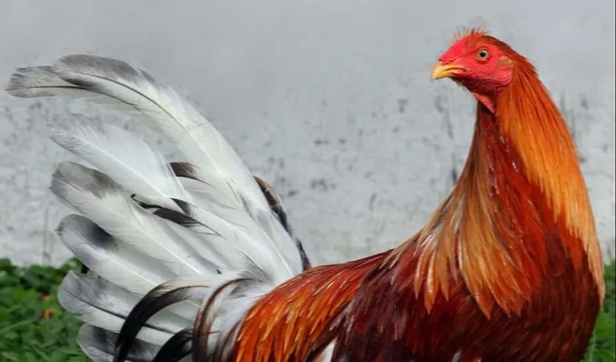 3. Komunitas ayam