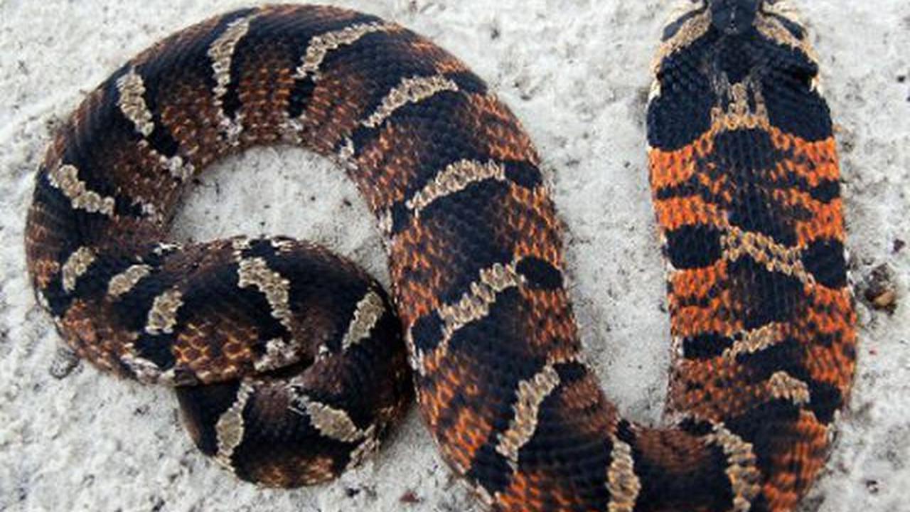 Hognose Snake (Ular Hidung Babi).